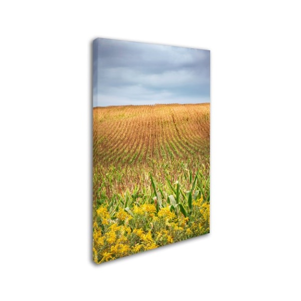 Jason Shaffer 'Corn Field' Canvas Art,30x47